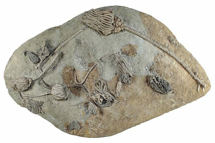 Fossil Crinoid Plate With Ten Species - Crawfordsville, Indiana #281493